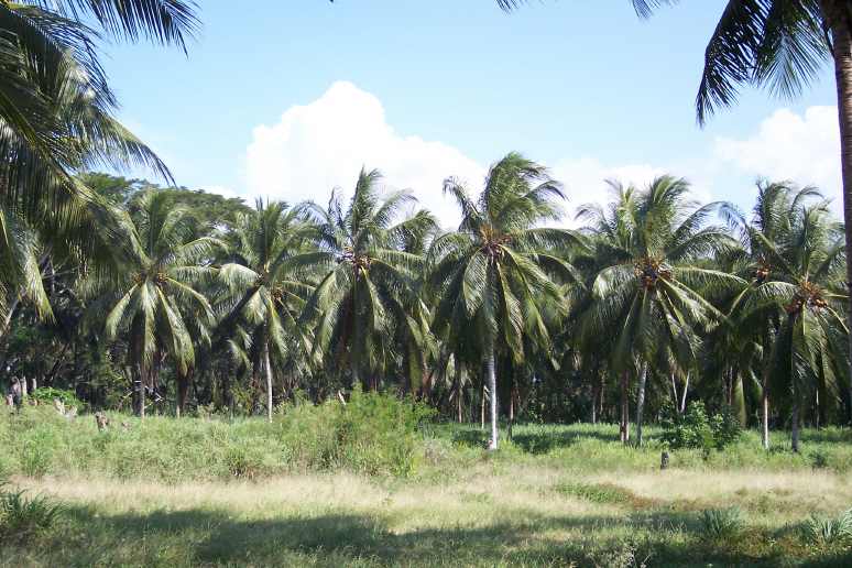 Lunga Beach palm grove
