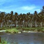 Lunga river delta 1944