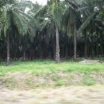 PALM GROVE EAST OF RED BEACH
