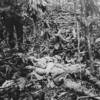 dead Japanese in the jungle near Hill 27 on Mt Austen
