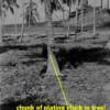 PIECE OF PLATING FROM KINUGAWA MARU STUCK IN A PALM TREE